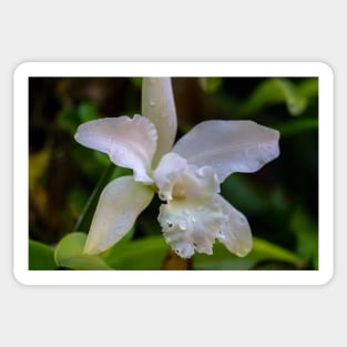white orchid Sticker